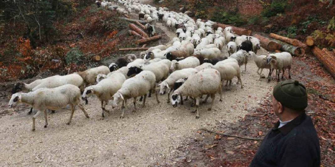 Kar yağışı beklentisi arttı göç başladı! Yaylalardan köye zorlu yolculuk: Kilometrelerce yolu yürüyerek gidiyorlar 5